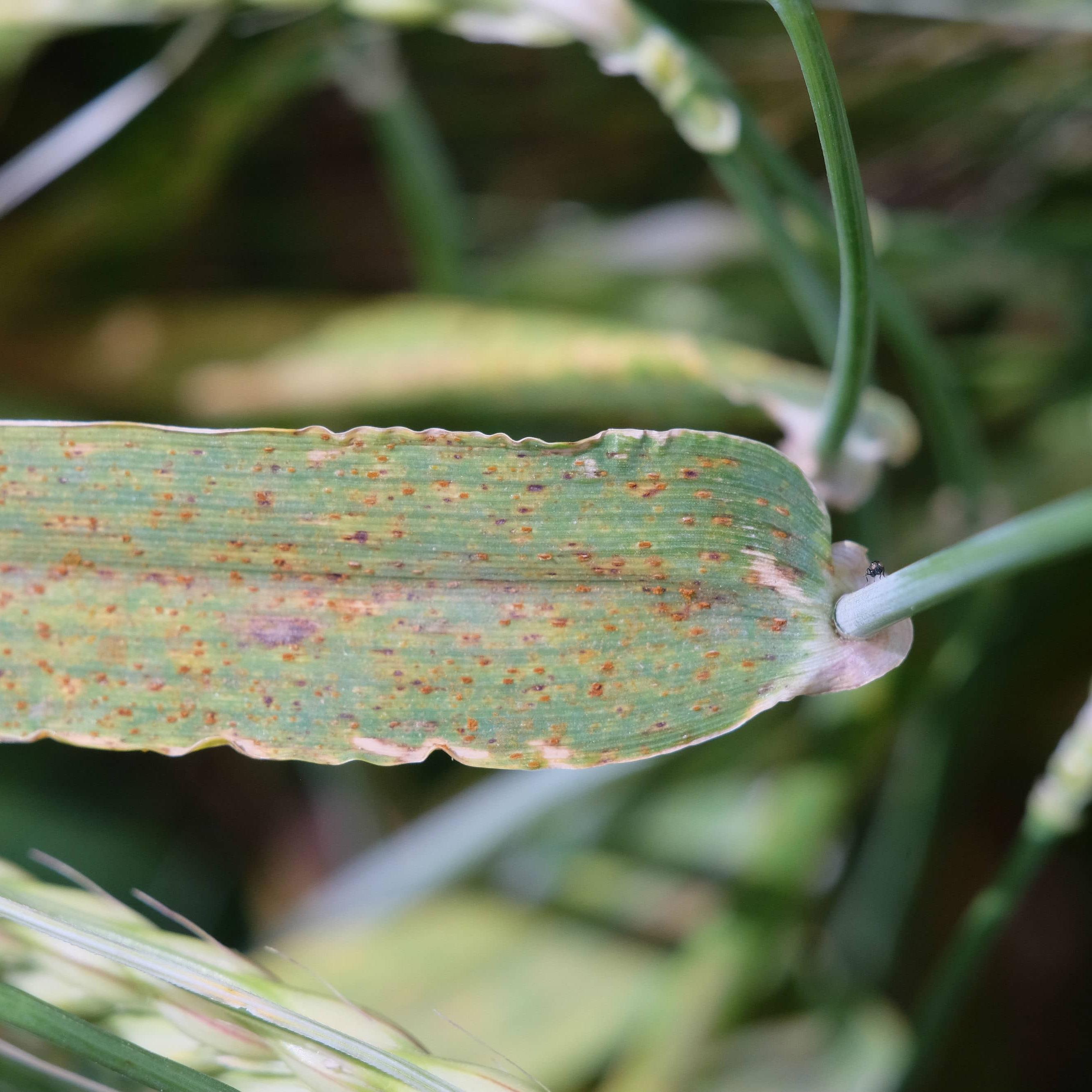 Бурая ржавчина