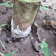 Белая гниль