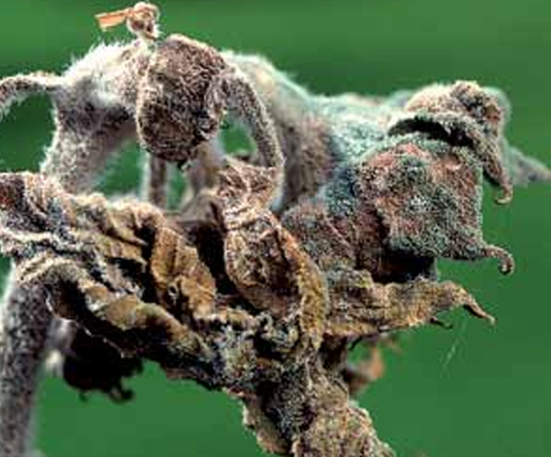 Серая гниль