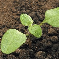 Вероника, виды