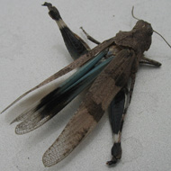 Саранчевые нестадные