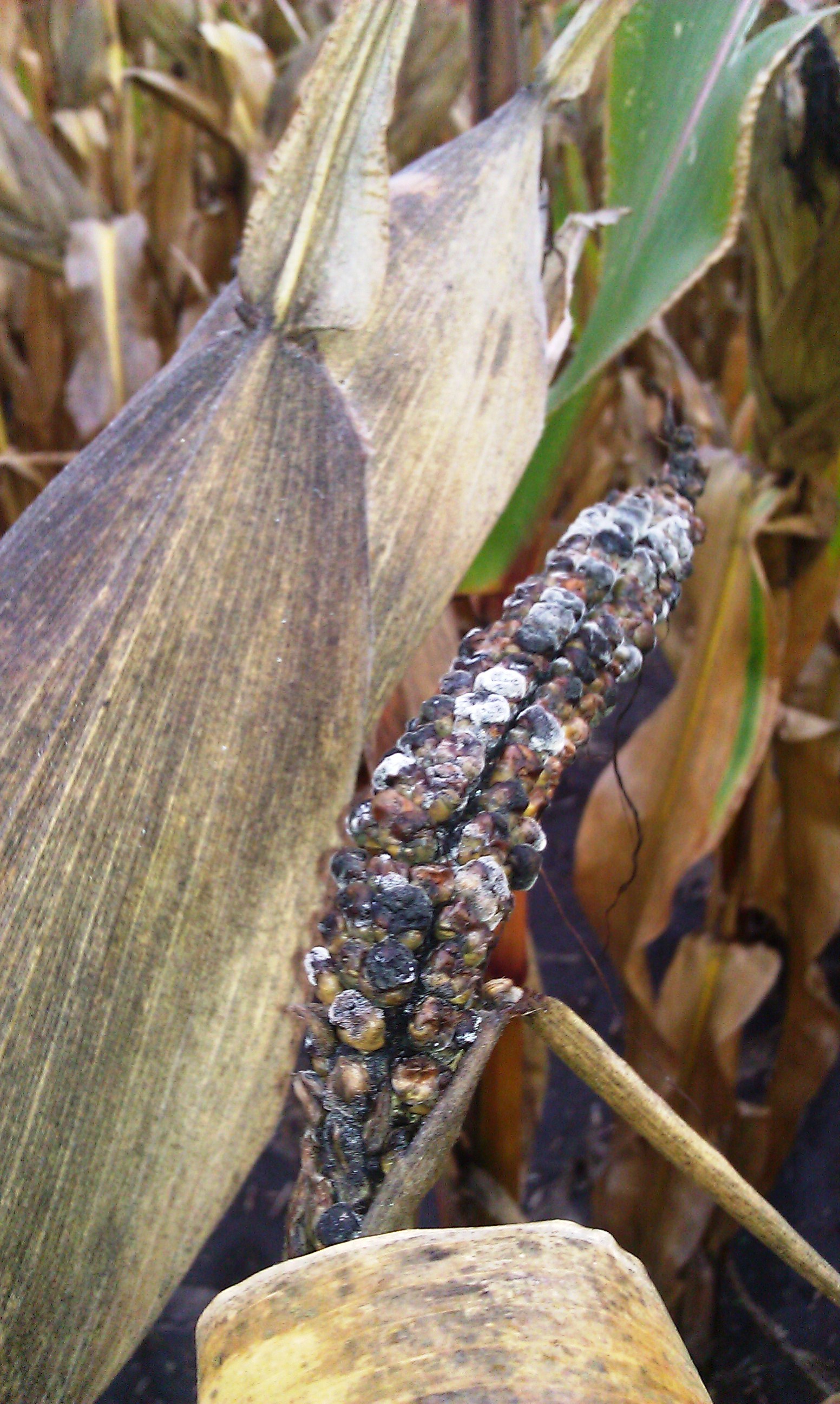 Плесневение семян