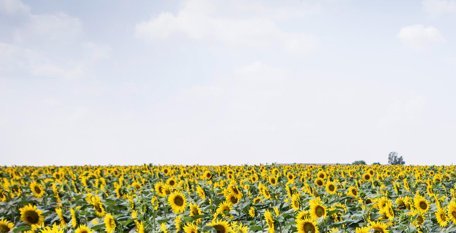 BASF АНОНСИРУЕТ ПРОДАЖИ СЕМЯН ПОДСОЛНЕЧНИКА ОТ ЛИДЕРА РОССИЙСКОЙ СЕЛЕКЦИИ КОМПАНИИ RUSEED