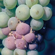 Серая гниль