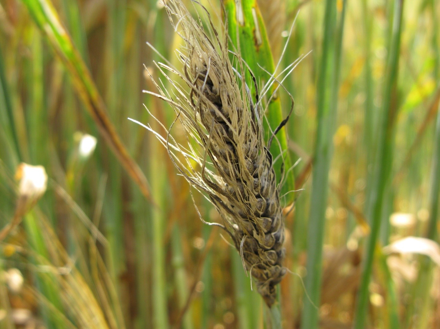 Пыльная головня