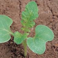 Редька дикая