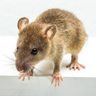 Серая крыса