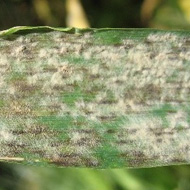 Мучнистая роса