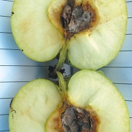 Альтернариоз