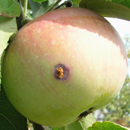 Яблонная плодожорка