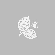 Фузариозная корневая гниль