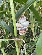 Пузырчатая головня