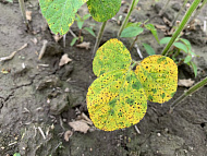 Септориоз сои (ржавая пятнистость)