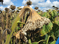 Склеротиниоз (белая гниль)