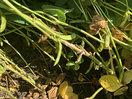 Склеротиниоз сои (белая гниль)