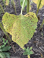 Альтернариоз