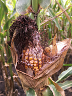 Фузариоз початков кукурузы (Розовая гниль початков) 