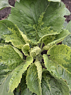 Ложная мучнистая роса (ЛМР)