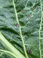 Церкоспороз