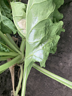 Мучнистая роса