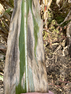 Северный гельминтоспориоз (Гельминтоспориозная пятнистость листьев кукурузы)