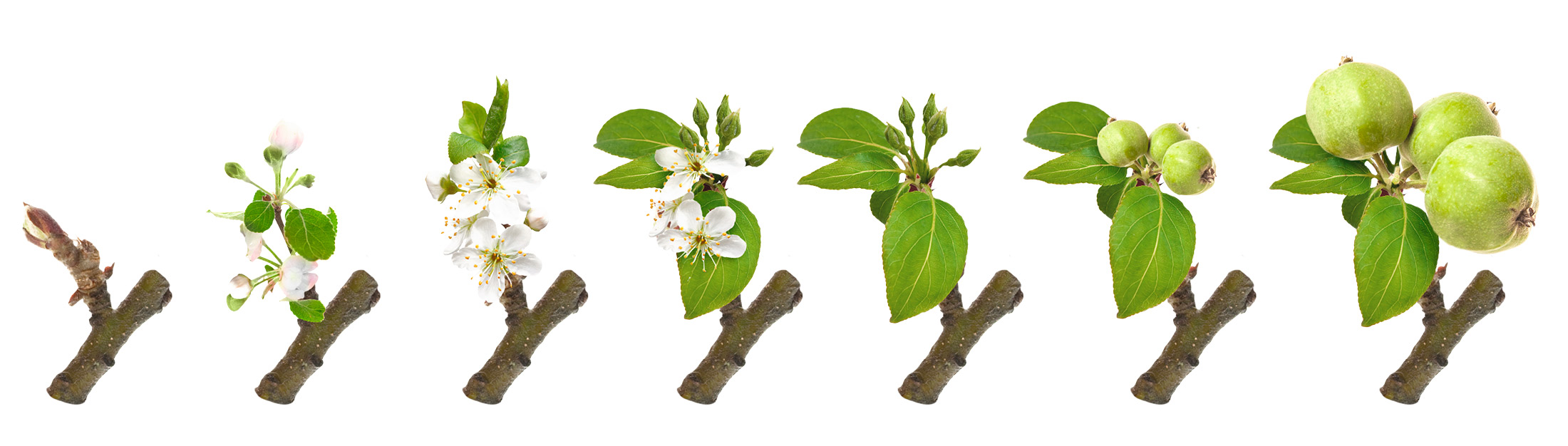 Система защиты сада