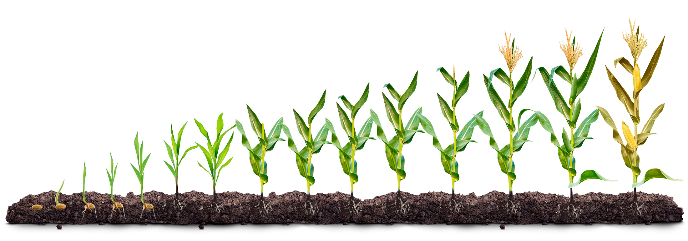 В условиях высокого прессинга сорняков