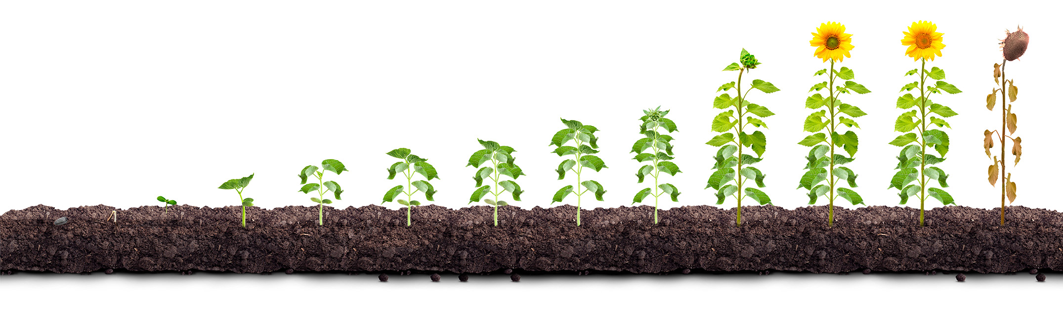 Классический масличный подсолнечник