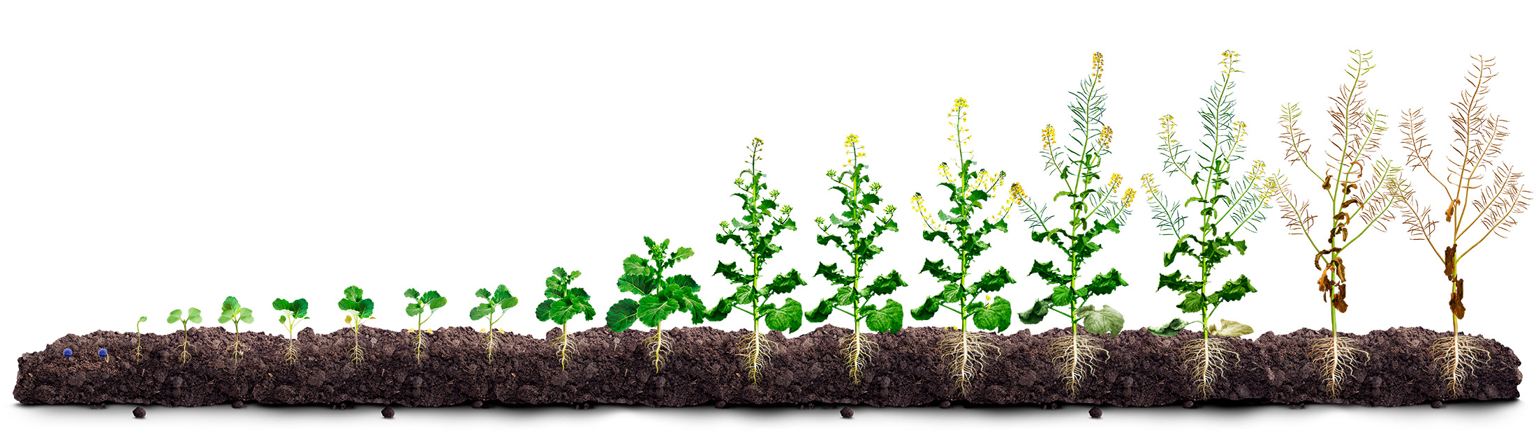 Система защиты озимого рапса Сlearfield® 