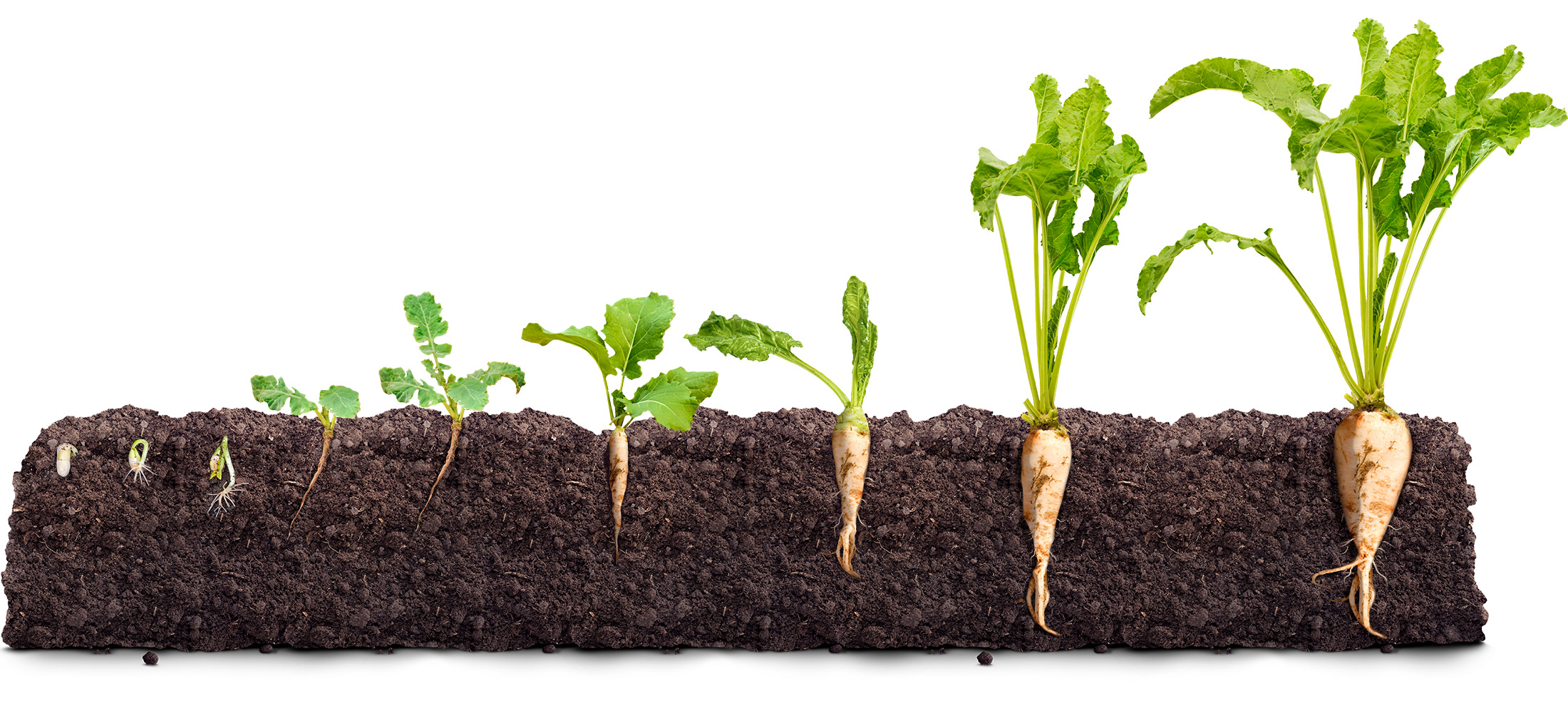 Система защиты сахарной свеклы