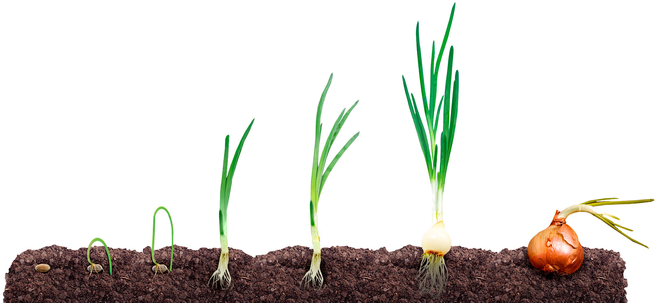 Система защиты лука