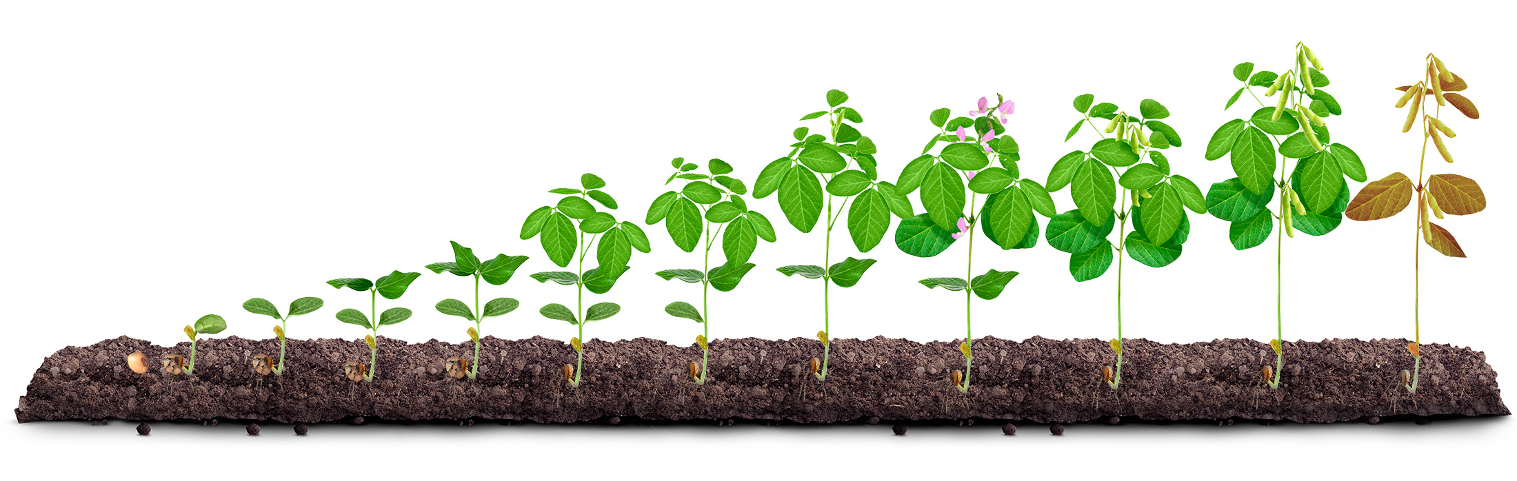 Система защиты сои для европейской части России