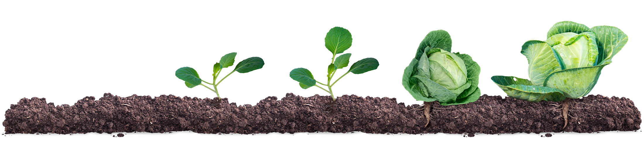 Система защиты капусты