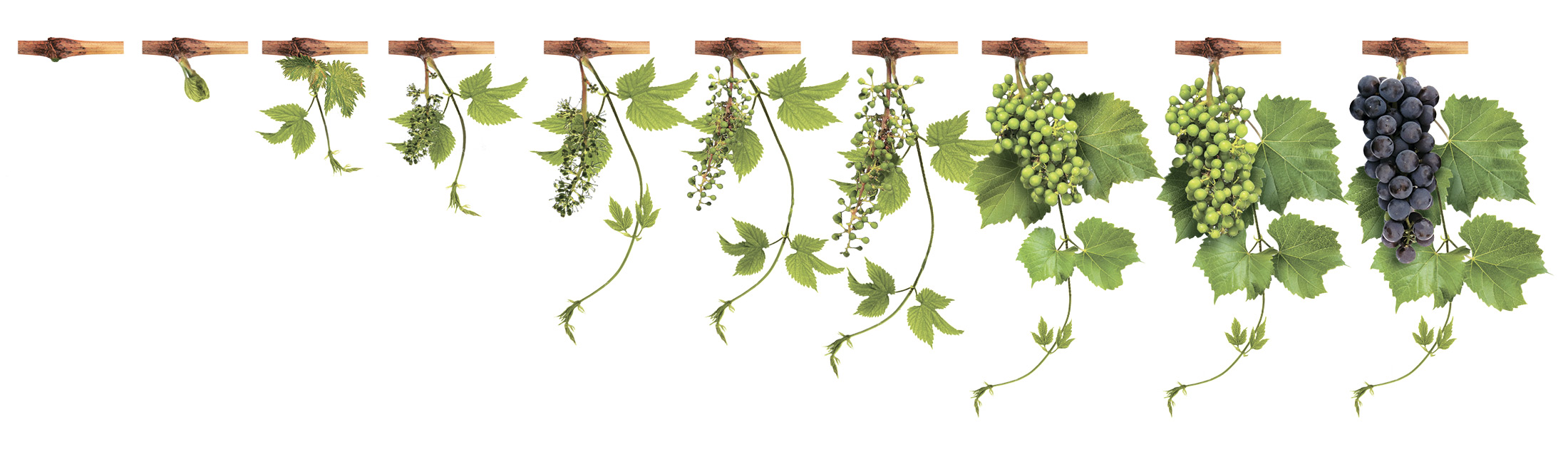 Система защиты виноградников