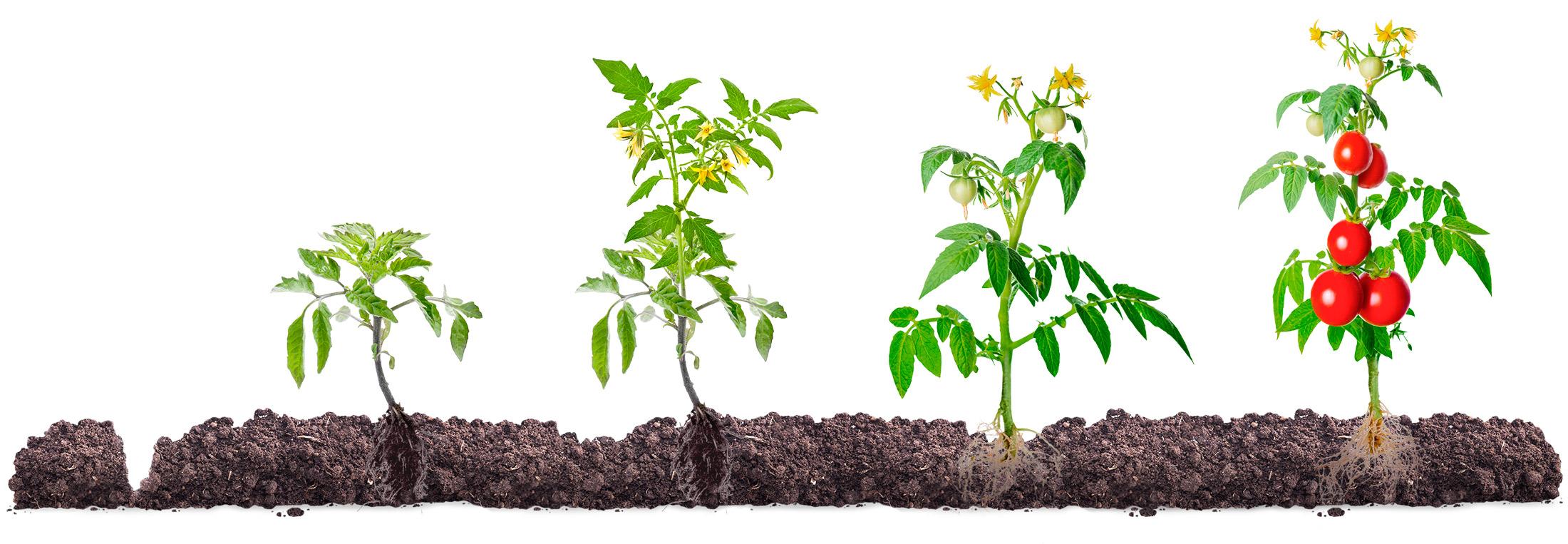 Система защиты томата в открытом грунте