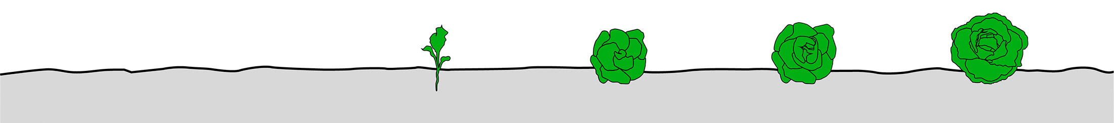 Система защиты салата