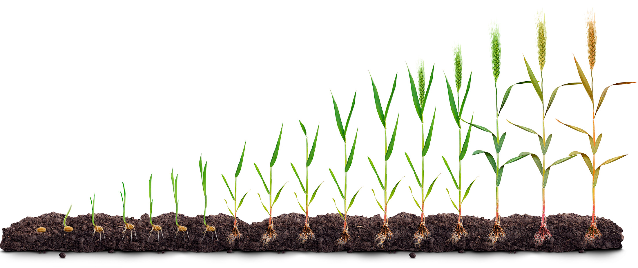 Профессиональные решения для защиты зерновых культур